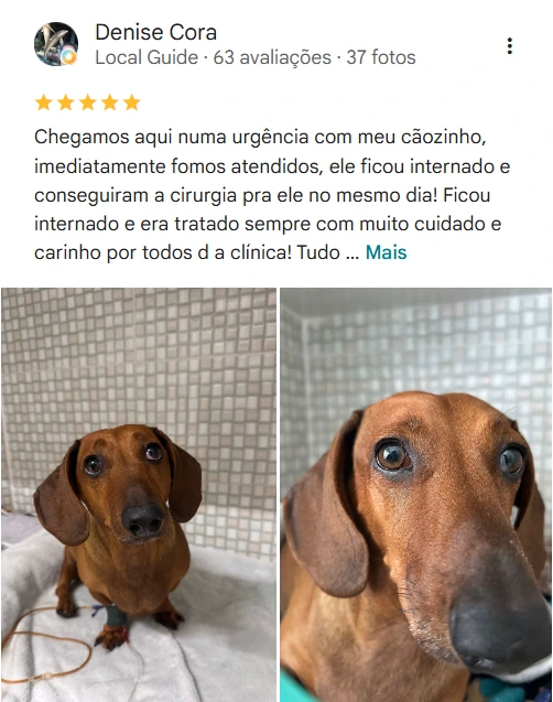 Avaliação real de tutor sobre a Dra. Key